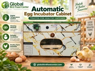 Egg Incubator Cabinet